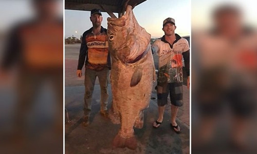 Úc: Câu được chú cá khổng lồ nặng tới…70kg
