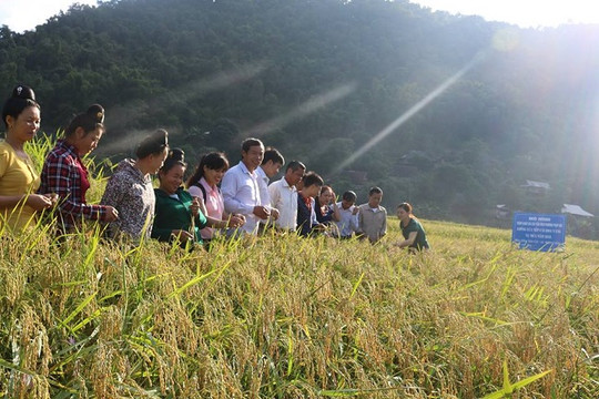 Sơn La: Thâm canh lúa cải tiến SRI thích ứng biến đổi khí hậu
