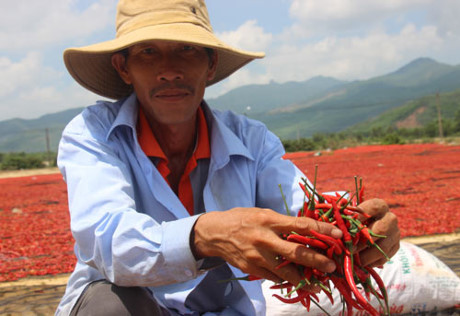 Thương lái Trung Quốc “bỏ chạy”, người nông dân rớt nước mắt bên ruộng ớt