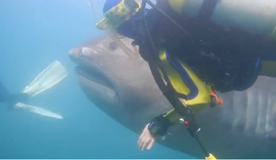 Nhật Bản: Bắt được cá mập miệng rộng siêu hiếm