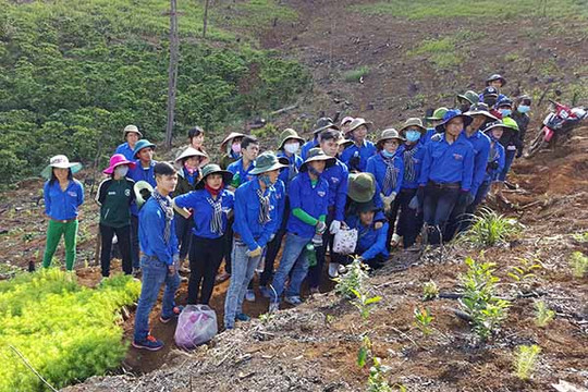 Lâm Đồng: Tuổi trẻ tích cực tham gia trồng, chăm sóc và bảo vệ rừng