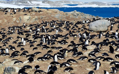Nam Cực rồi sẽ vắng bóng chim cánh cụt?
