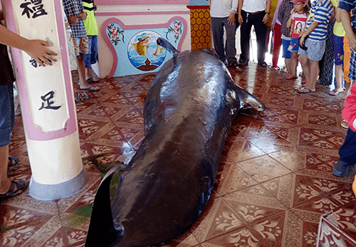 Phú Yên: Cá voi nặng hơn tấn dạt vào bờ biển