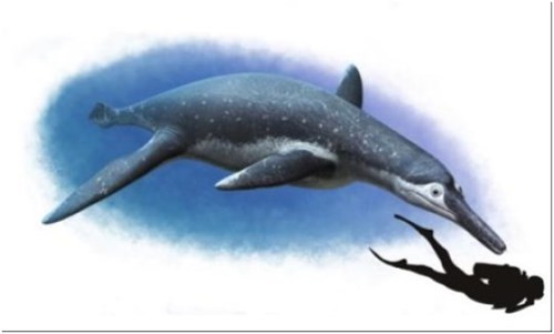 Phát hiện hóa thạch loài bò sát biển có niên đại từ 130 triệu năm