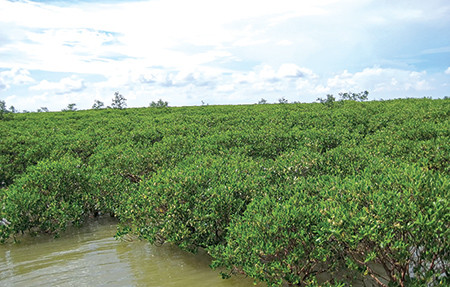 Đồng bằng sông Cửu Long giảm 10% diện tích rừng ngập mặn trong 5 năm qua