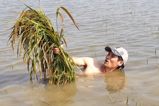 Thanh Hóa: Thi công cầu chặn dòng chảy sông Nhơm, hơn 50ha lúa bị ngập úng