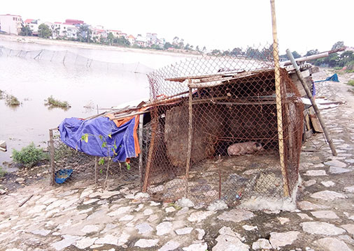 Hồ Định Công ô nhiễm nặng, người dân vô tư thả gà nuôi lợn trên bờ