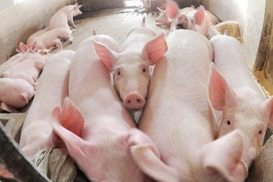 Trung Quốc đưa ra điều kiện khắt khe hơn trong việc nhập khẩu lợn Việt Nam
