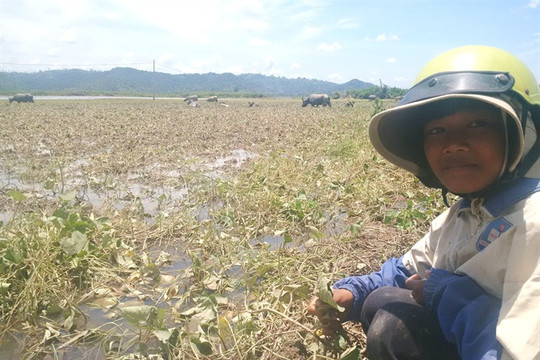 Đắk Lắk: Mưa lũ gây thiệt hại hàng chục tỷ đồng