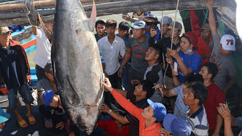 Phú Yên: Ngư dân câu được cá ngừ “khủng” nặng 240kg