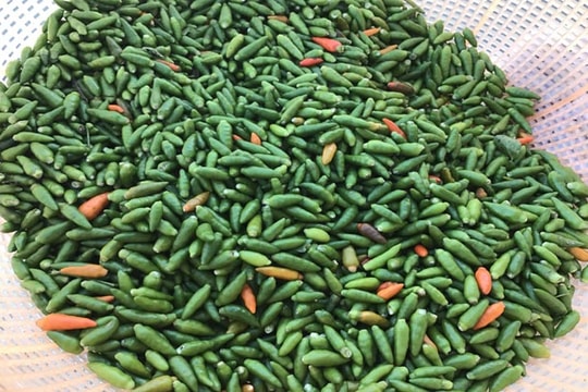 Quảng Ngãi: Ớt xiêm rừng 300.000 đồng/kg
