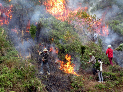 Tăng cường triển khai các biện pháp phòng cháy, chữa cháy rừng
