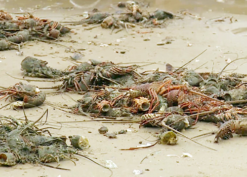 Phú Yên: Tôm cá tiếp tục chết hàng loạt