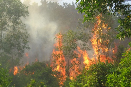 Yên Bái: Cháy 5,5 ha rừng tại huyện Văn Chấn