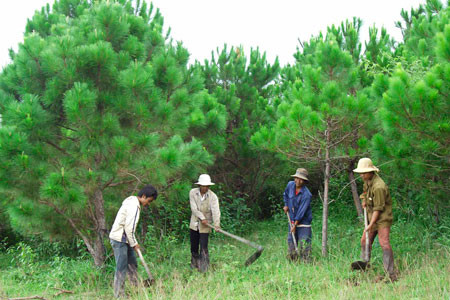 Đà Nẵng: Tăng cường trồng và bảo vệ rừng