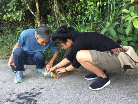 Nhóm du khách cứu chú cầy mắc đầu vào vỏ lon tại khu bảo tồn thiên nhiên Sơn Trà