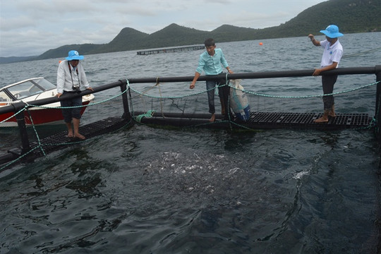 Kiên Giang: Nuôi cá lồng theo công nghệ Na Uy