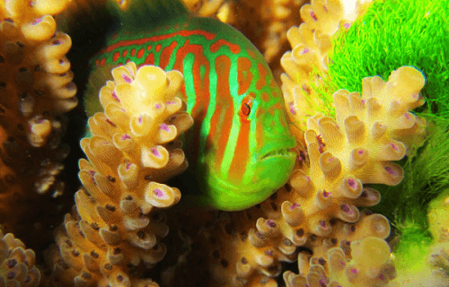 Cá bống giúp san hô chống lại tảo độc