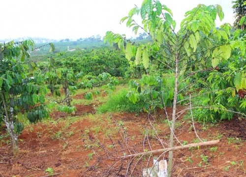 Lâm Đồng: Dịch sâu đục thân, bọ xít muỗi khiến người trồng cà phê điêu đứng