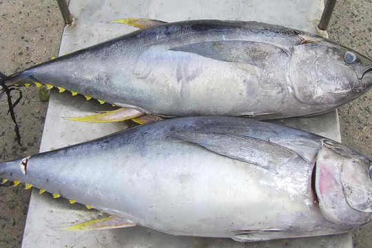 Việt Nam xuất khẩu cá ngừ tăng trưởng nhanh