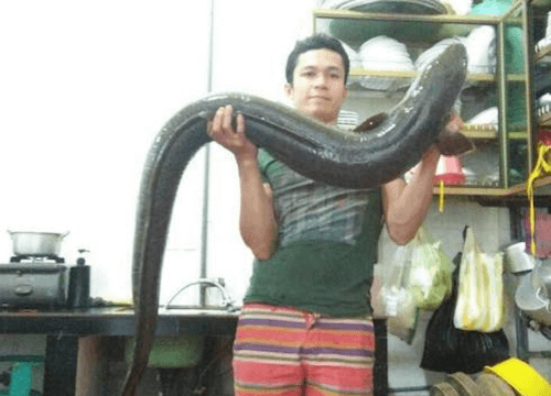 Phát hiện con cá lệch “khủng” nặng gần 15kg