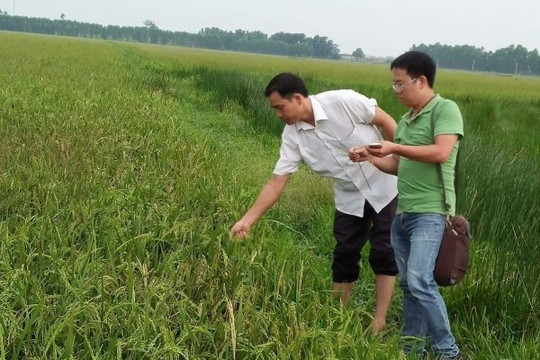 Bắc Giang: Cánh đồng lúa mẫu …‘chết đứng’ nghi do KCN Quang Châu xả thải?