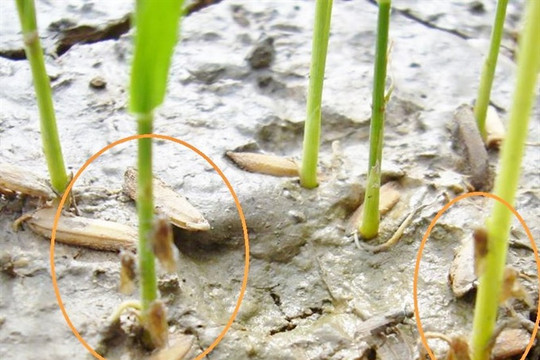 Nghệ An: Rầy nâu, rầy lưng trắng gia tăng gây hại 12.500ha lúa