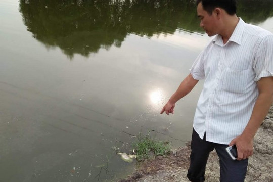 Tiếp vụ lúa chết hàng loạt ở Bắc Giang: Phòng tài nguyên môi trường huyện…“ú ớ” về nguyên nhân!