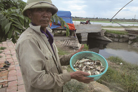 Thanh Hóa: Cá chết hàng loạt trên sông Gòng