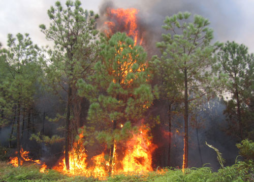 Chủ động phòng, chống cháy rừng trước diễn biến bất thường của thời tiết