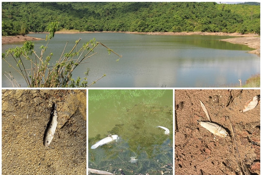 Hà Tĩnh: Cá lóc chết bất thường trong hồ nước sinh hoạt