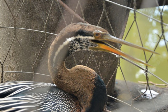 Chim cổ rắn quý mắc lưới bắt cá của người dân ở Bình Thạnh