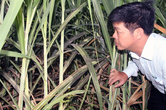 Nghệ An: Người trồng mía lo lắng vì rệp xơ bông trắng xuất hiện bất thường