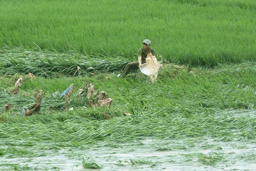 Tuyên Quang: 67ha lúa bị ngập do mưa lớn