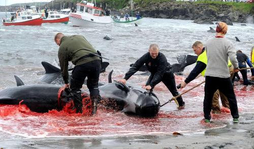Đan Mạch: Mùa săn cá voi đẫm máu bị lên án dữ dội