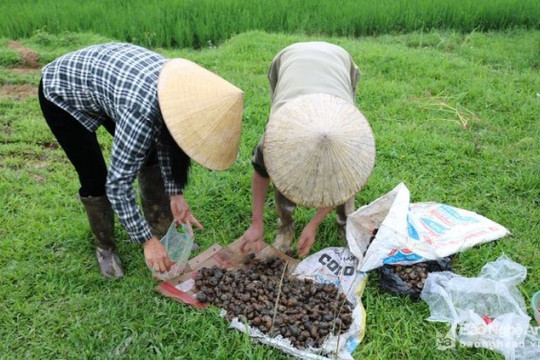Nghệ An: Nông dân điêu đứng vì ốc bươu vàng