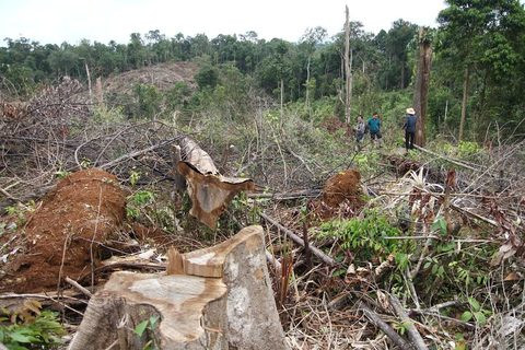 Lâm Đồng: Gần 7 ha rừng tự nhiên bị lâm tặc đốn hạ