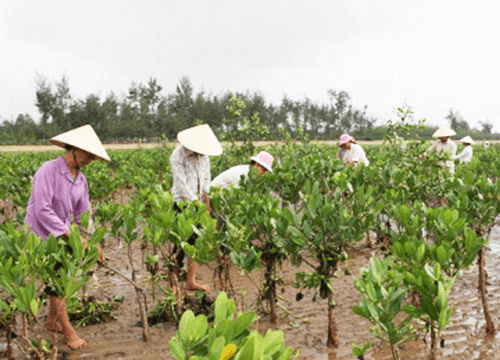 Tăng cường khả năng ứng phó với thiên tai tại Đồng bằng Sông Cửu Long