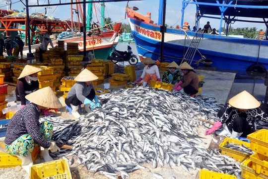 Thừa Thiên – Huế: Sản lượng khai thác và chế biến thủy sản tăng cao