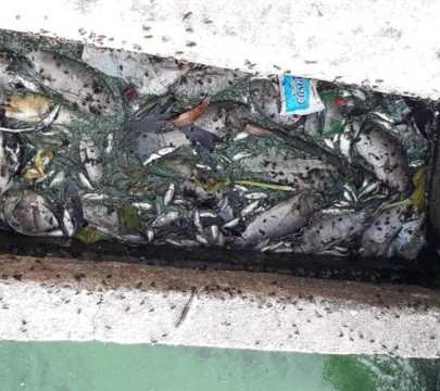 Hà Tĩnh: Cá chết hàng loạt gây ô nhiễm nặng tại hồ Bắc Hà
