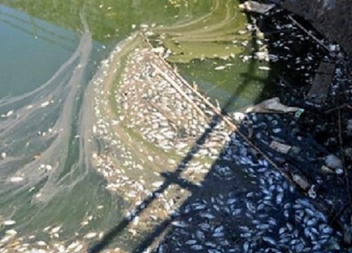 Cá chết hàng loạt trên nhiều tuyến kênh rạch ở Cà Mau