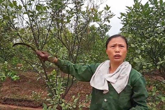 Hưng Yên: Cty CP Đầu tư Royal Việt Nam sản xuất gây thiệt hại cây ăn quả