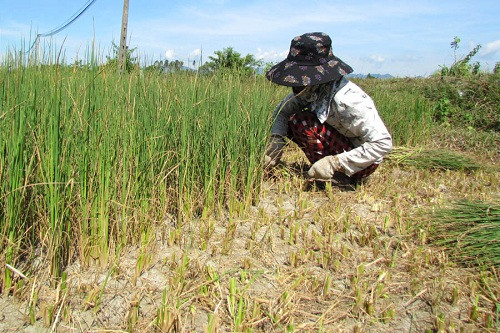 Quảng Ngãi: Hạn hán đe dọa hơn 12.000ha lúa vụ Hè Thu thiếu nước