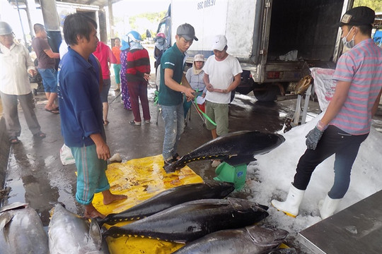 Ngư dân Khánh Hòa trúng vụ cá ngừ