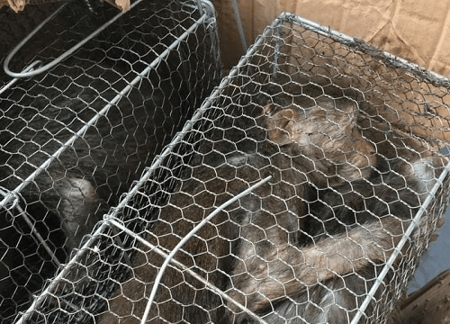 Nghệ An: Phát hiện 7 con khỉ trên tàu thống nhất SE8