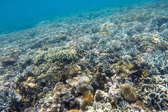 Rạn san hô biển Phú Quốc bị phá hỏng do tàu thuyền neo đậu
