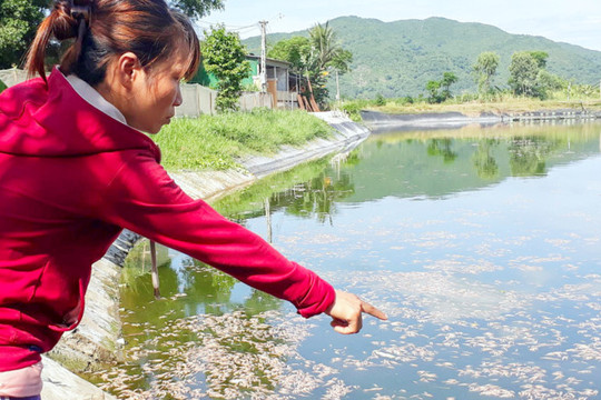 Hà Tĩnh: Hơn 300.000 con tôm nghi bị đầu độc chết