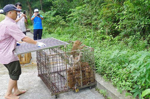 Quảng Ninh: 7 loài động vật hoang dã được thả về tự nhiên