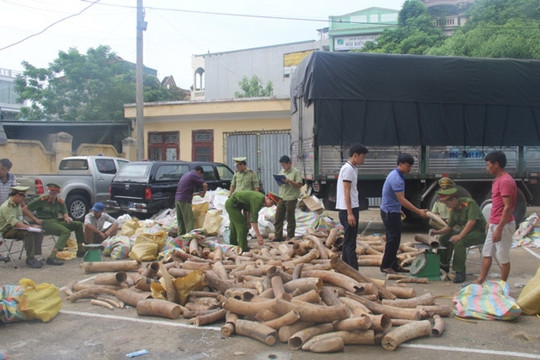 Thanh Hóa: Thu giữ hơn 2,7 tấn ngà voi trái phép