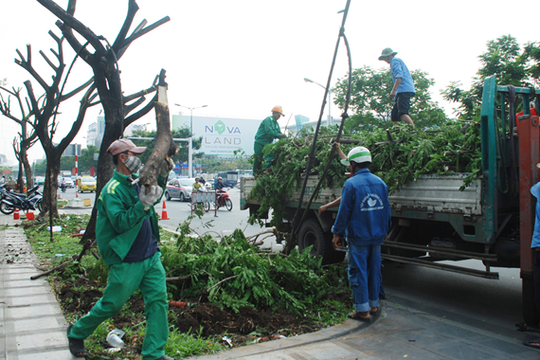 TP.HCM: Nhiều cây xanh bị ‘bức tử’, khó truy tìm thủ phạm